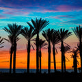 Miami Palms Mural Wallpaper - pure wallpaper artwork