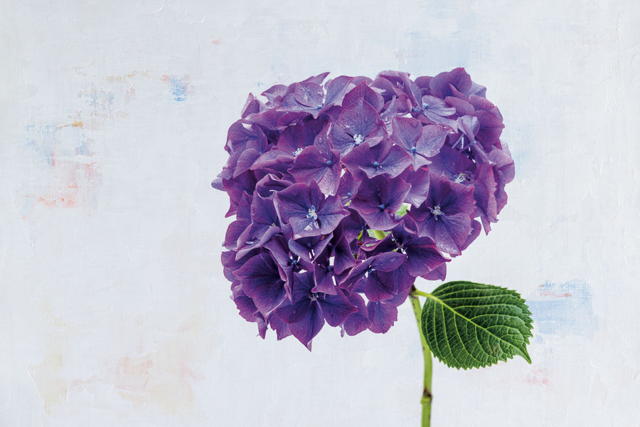 Bright Purple Hydrangea Mural Wallpaper