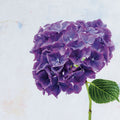 Bright Purple Hydrangea Mural Wallpaper - pure wallpaper artwork