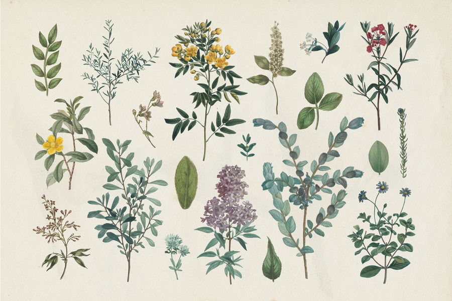 Victorian Garden IV Mural Wallpaper