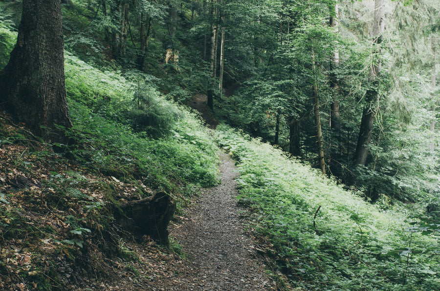 Dark Moody Forest Mural Wallpaper