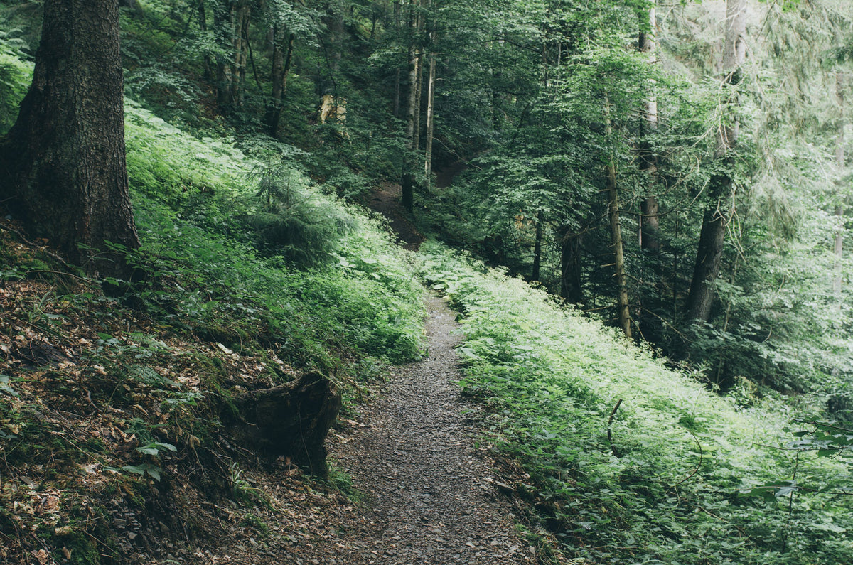Dark Moody Forest Mural Wallpaper - pure wallpaper artwork