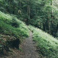 Dark Moody Forest Mural Wallpaper - pure wallpaper artwork