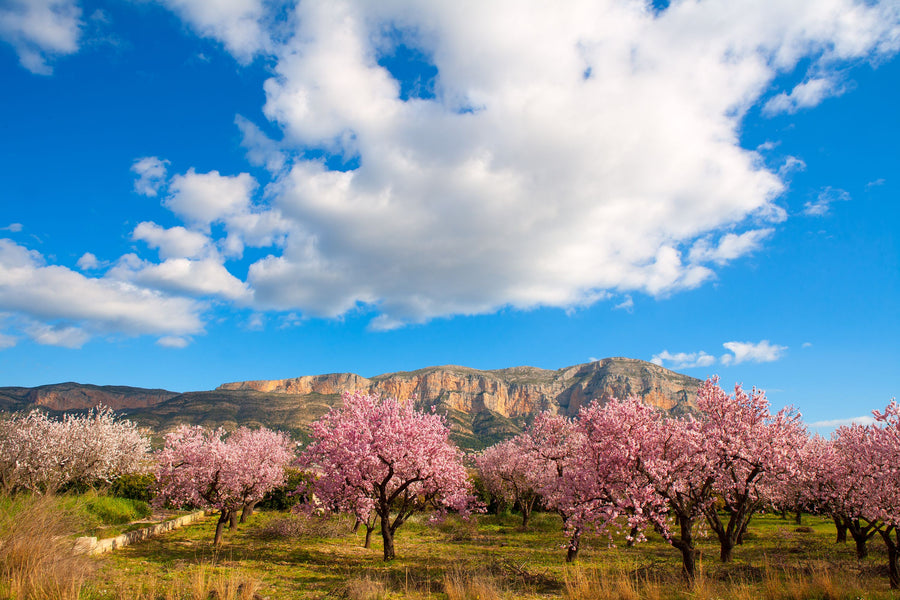 Almond Trees Mural Wallpaper