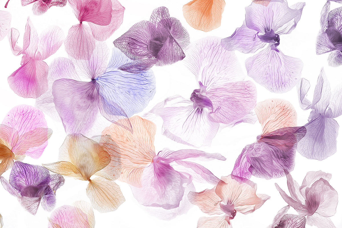 Dancing Orchids Mural Wallpaper - pure wallpaper artwork