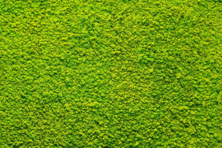 Forest Wallpaper Mural – Woodland Wall Mural – Moss Mat printable artwork