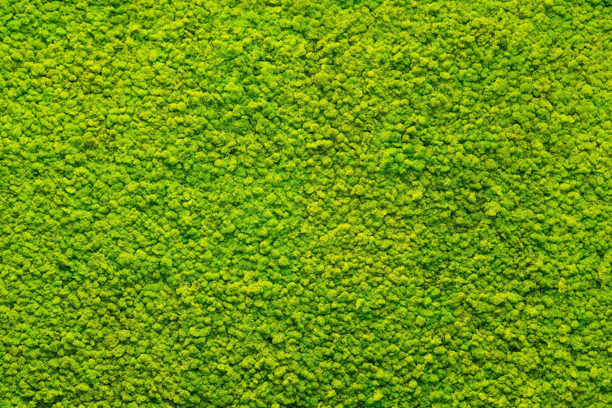Moss Mat Mural Wallpaper - pure wallpaper artwork