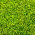 Moss Mat Mural Wallpaper - pure wallpaper artwork