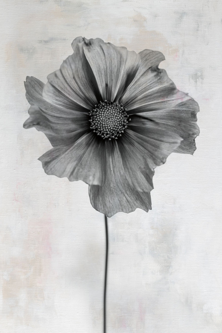 Wonderful Wildflowers II Neutral Mural Wallpaper