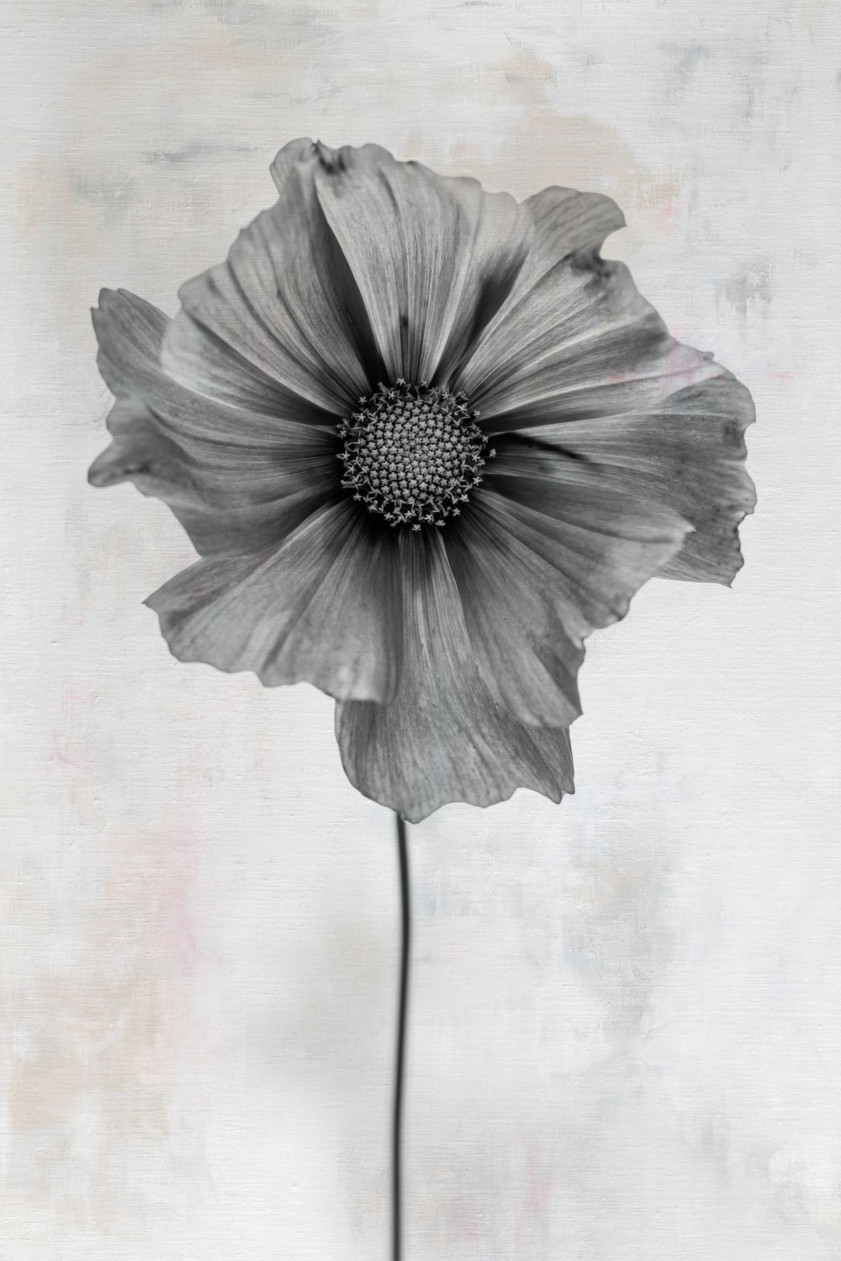 Wonderful Wildflowers II Neutral Mural Wallpaper - pure wallpaper artwork