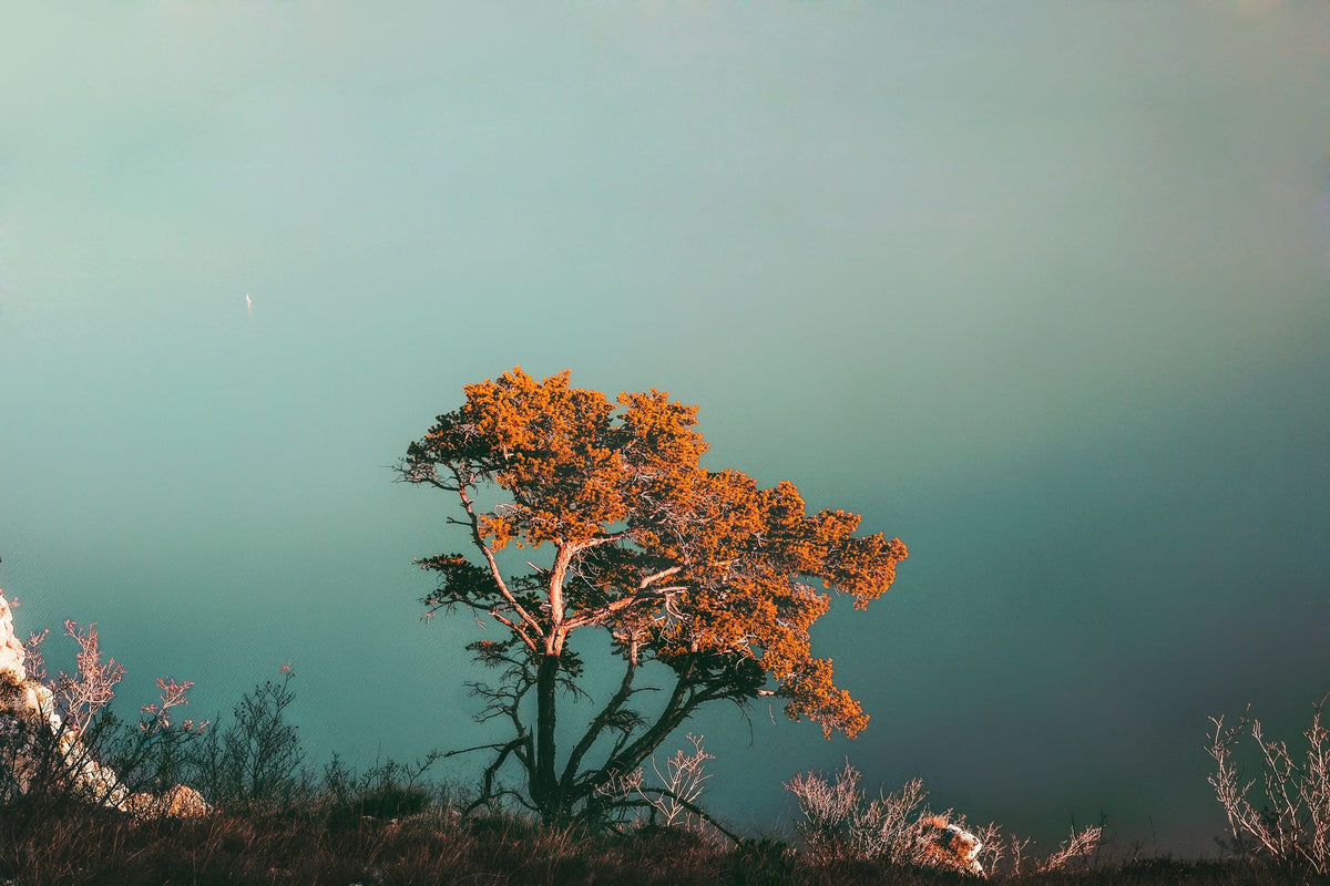 Red Pine Tree Mural Wallpaper - pure wallpaper artwork