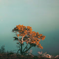 Red Pine Tree Mural Wallpaper - pure wallpaper artwork