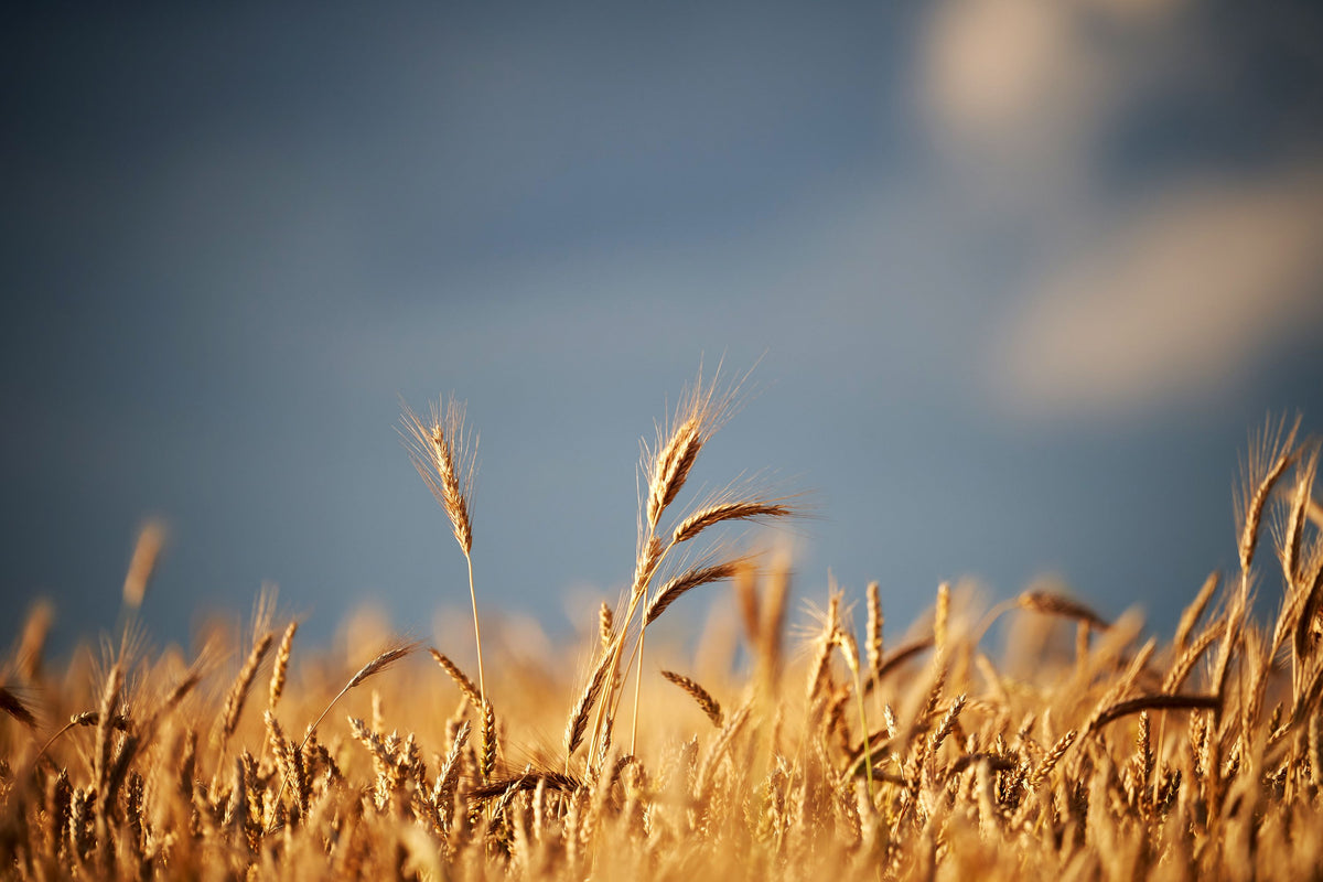 Golden Crop Field Mural Wallpaper - pure wallpaper artwork
