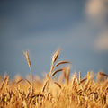 Golden Crop Field Mural Wallpaper - pure wallpaper artwork