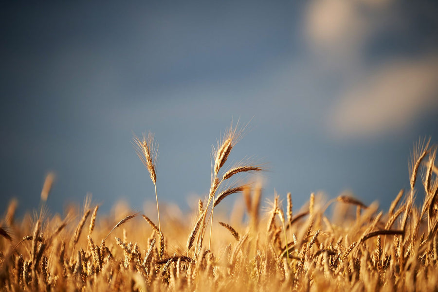 Landscape Wallpaper Mural – Scenery Wall Mural – Golden Crop Field printable artwork
