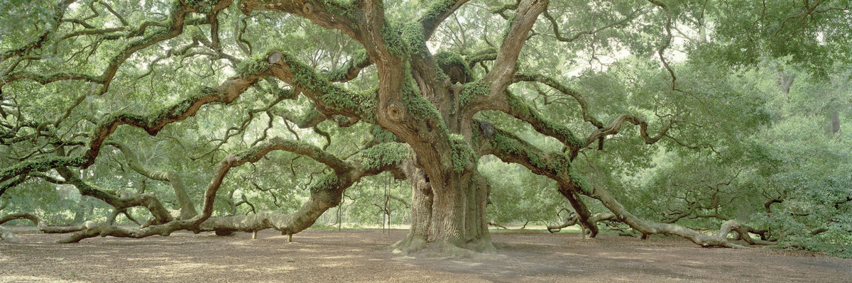 Angel Oak Tree Mural Wallpaper - pure wallpaper artwork