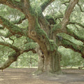 Angel Oak Tree Mural Wallpaper - pure wallpaper artwork