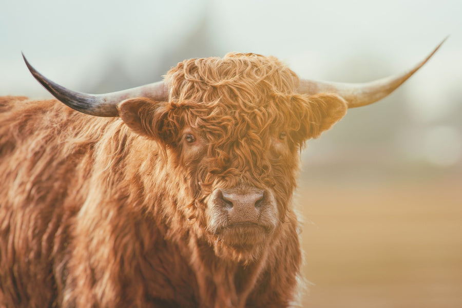 Highland Cow Pastures II Mural Wallpaper