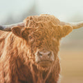 Highland Cow Pastures II Mural Wallpaper - pure wallpaper artwork