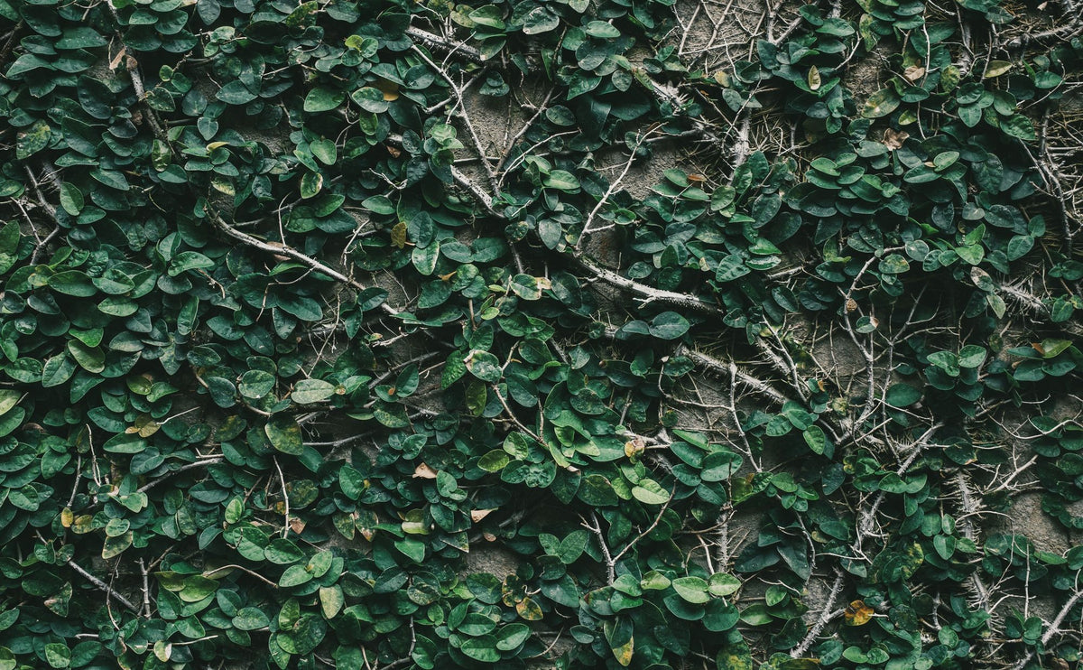 Ivy Leaves Mural Wallpaper - pure wallpaper artwork