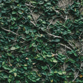 Ivy Leaves Mural Wallpaper - pure wallpaper artwork