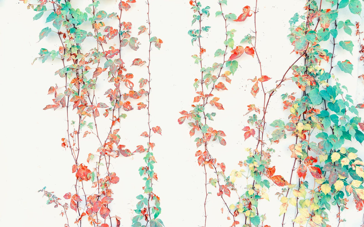 Creeper Leaves Mural Wallpaper - pure wallpaper artwork