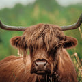 Highland Meadow Portrait Mural Wallpaper - pure wallpaper artwork