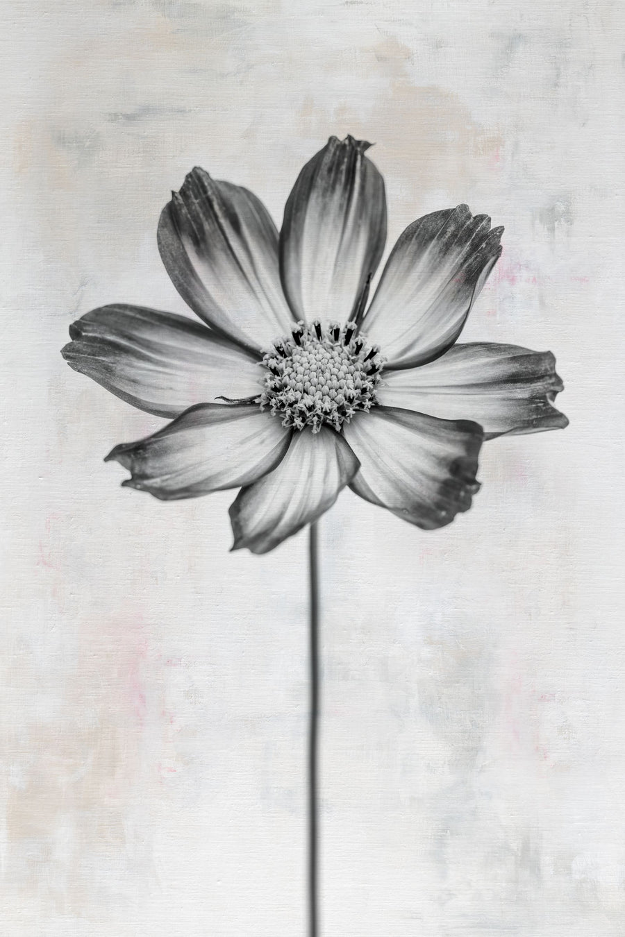Wonderful Wildflowers IV Neutral Mural Wallpaper