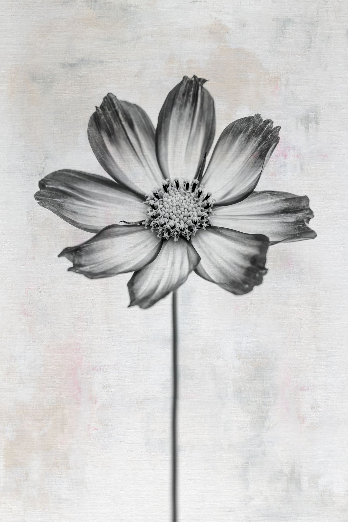 Wonderful Wildflowers IV Neutral Mural Wallpaper - pure wallpaper artwork