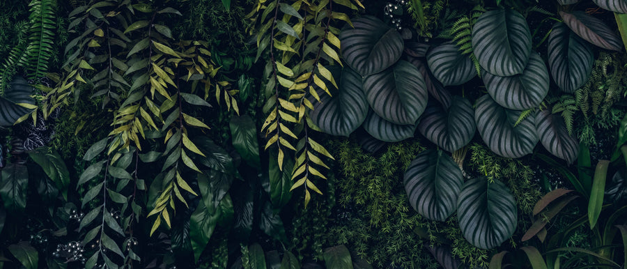 Fern Tapestry Mural Wallpaper