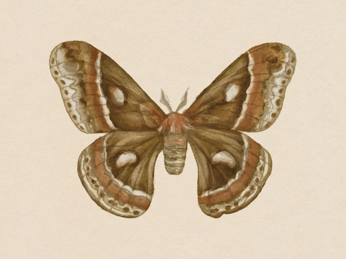 Spooky Halloween Moth I Mural Wallpaper - pure wallpaper artwork