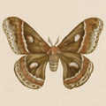 Spooky Halloween Moth I Mural Wallpaper - pure wallpaper artwork