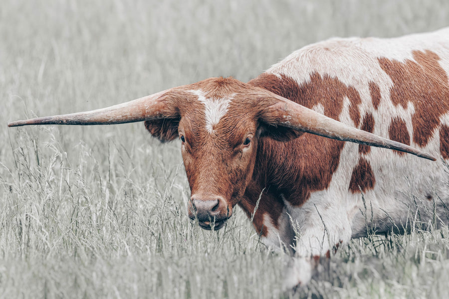 Rainy Pasture I Mural Wallpaper