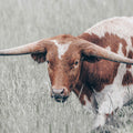 Rainy Pasture I Mural Wallpaper - pure wallpaper artwork