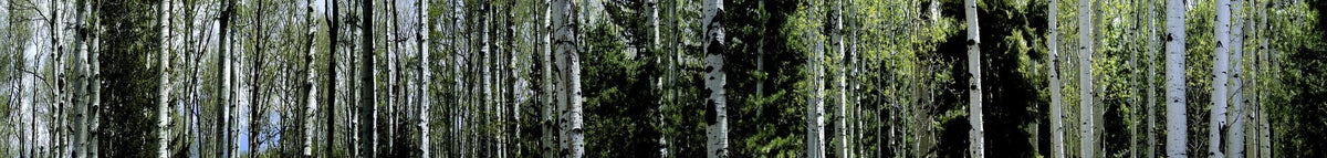Luminous Birch Mural Wallpaper - pure wallpaper artwork
