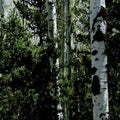 Luminous Birch Mural Wallpaper - pure wallpaper artwork