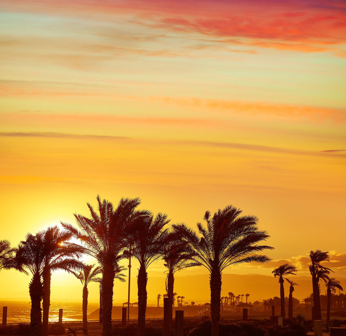 Cabo Palms Mural Wallpaper - pure wallpaper artwork