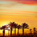 Cabo Palms Mural Wallpaper - pure wallpaper artwork