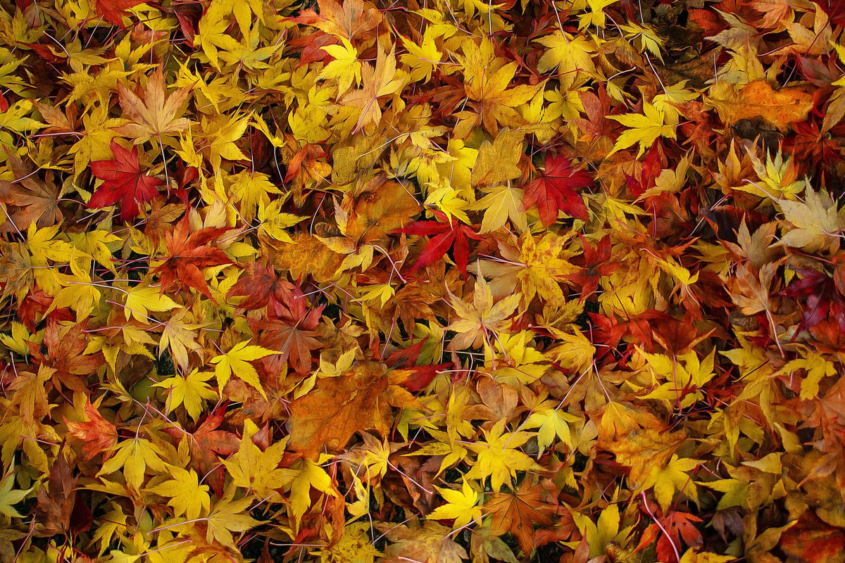 Leaves of Rust Mural Wallpaper - pure wallpaper artwork