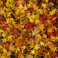 Leaves of Rust Mural Wallpaper - pure wallpaper artwork