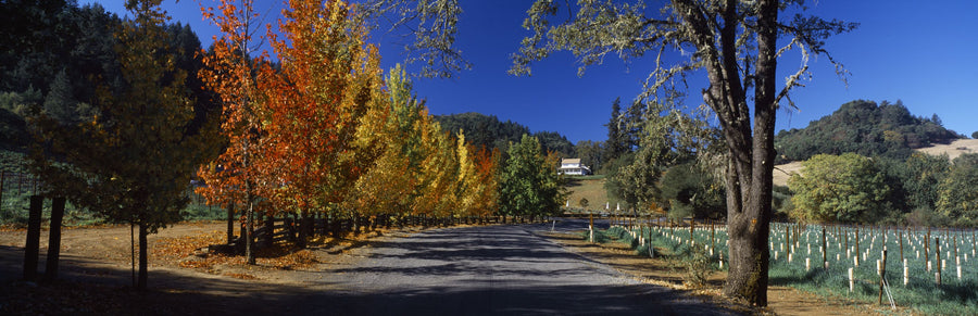 Autumn Vineyard Lane Mural Wallpaper