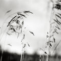 Windy Wheat Fields I Mural Wallpaper - pure wallpaper artwork