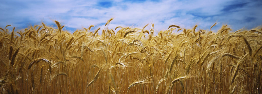 Amber Field Sky III Mural Wallpaper
