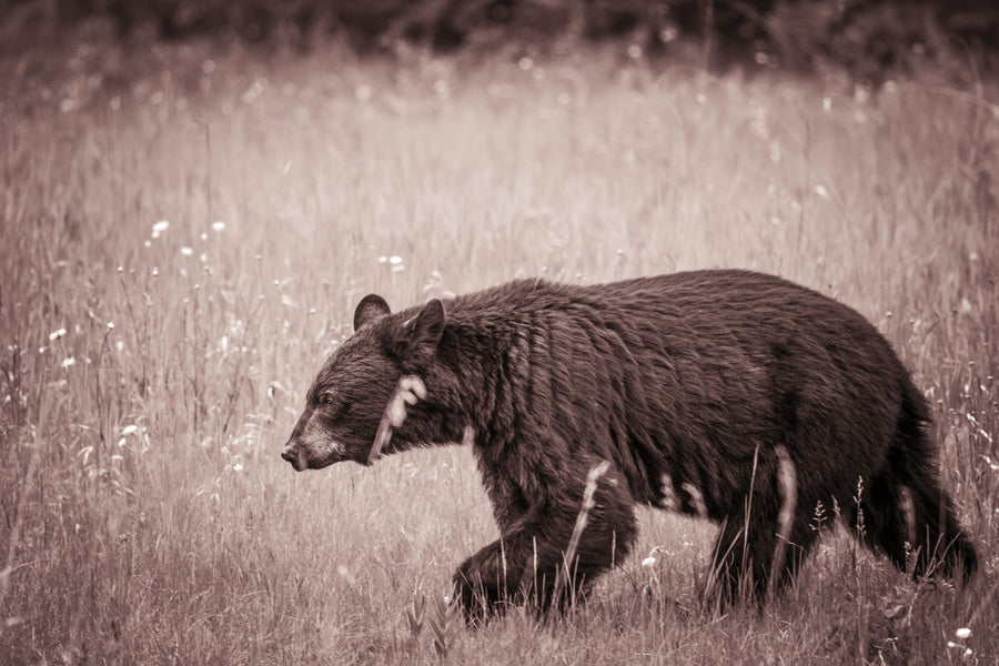 Black Bear in British Columbia Sepia Tones Mural Wallpaper
