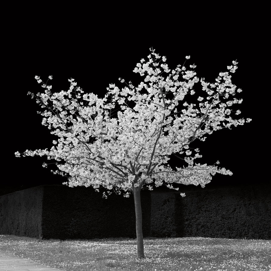 The Blossom Tree Mural Wallpaper