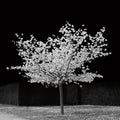 The Blossom Tree Mural Wallpaper - pure wallpaper artwork