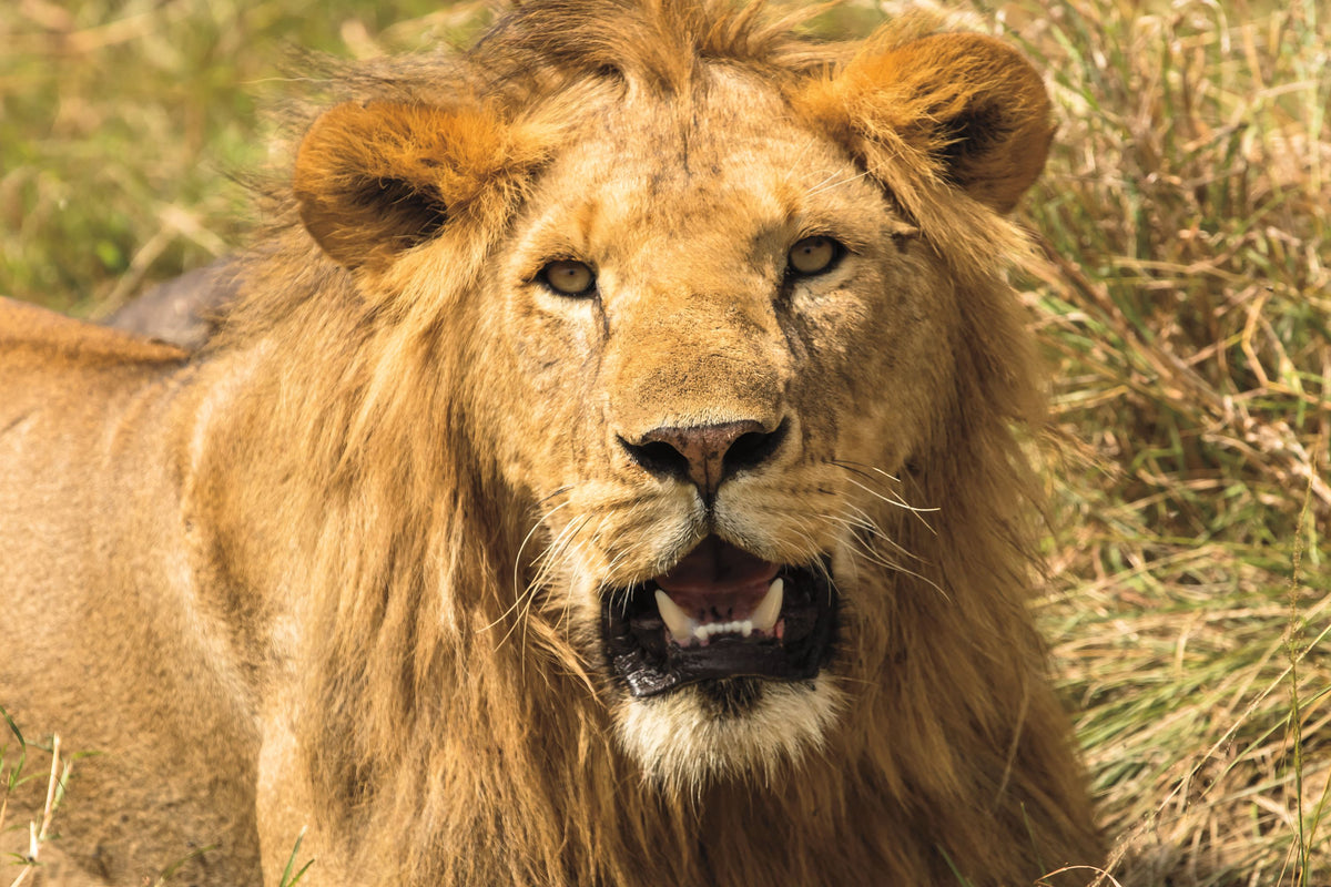 Lion Mural Wallpaper - pure wallpaper artwork