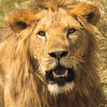 Lion Mural Wallpaper - pure wallpaper artwork