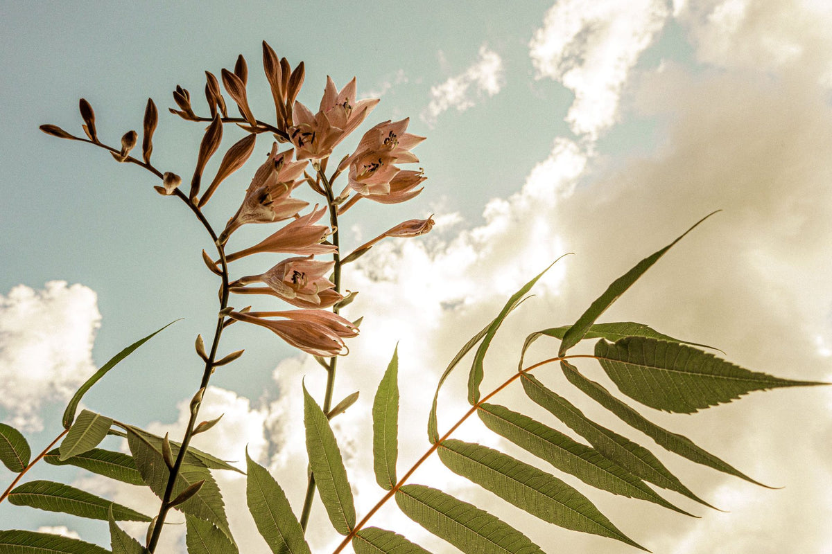 Reaching For the Sky Mural Wallpaper - pure wallpaper artwork