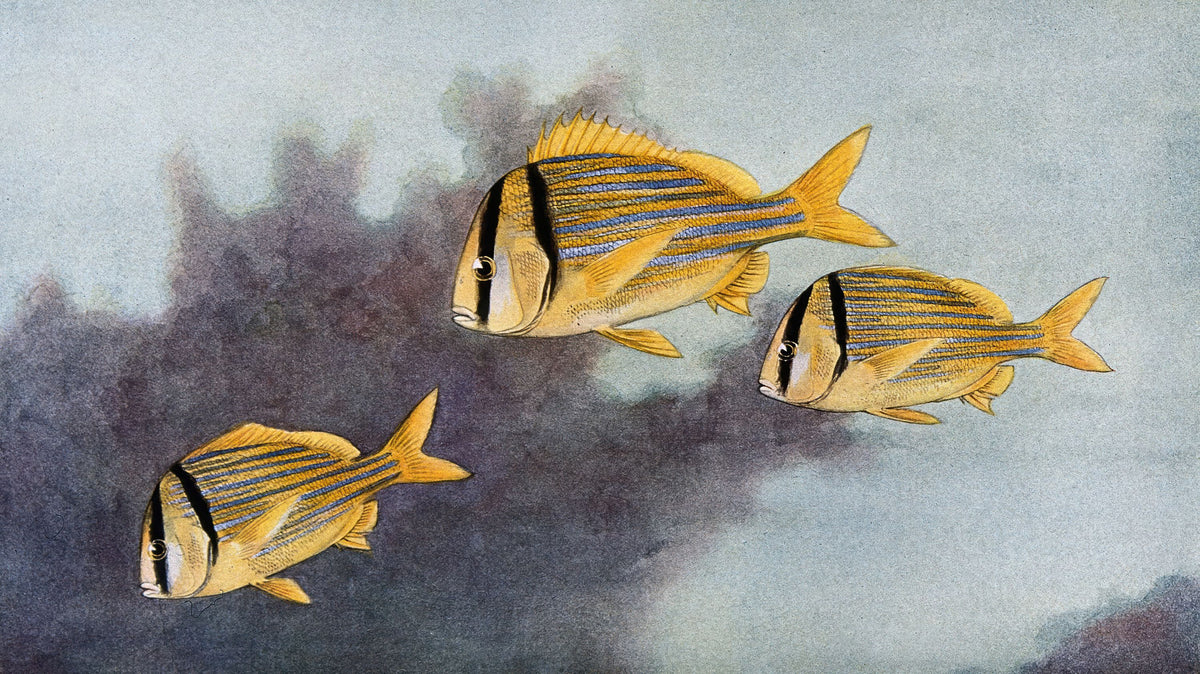 Pork Fish Mural Wallpaper - pure wallpaper artwork